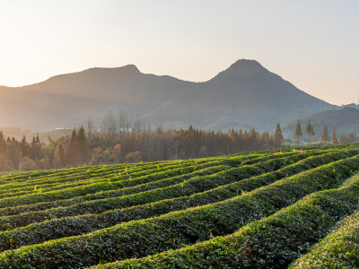 Pan Firing and Shaping Dragonwell Green Tea in Zhejiang Province