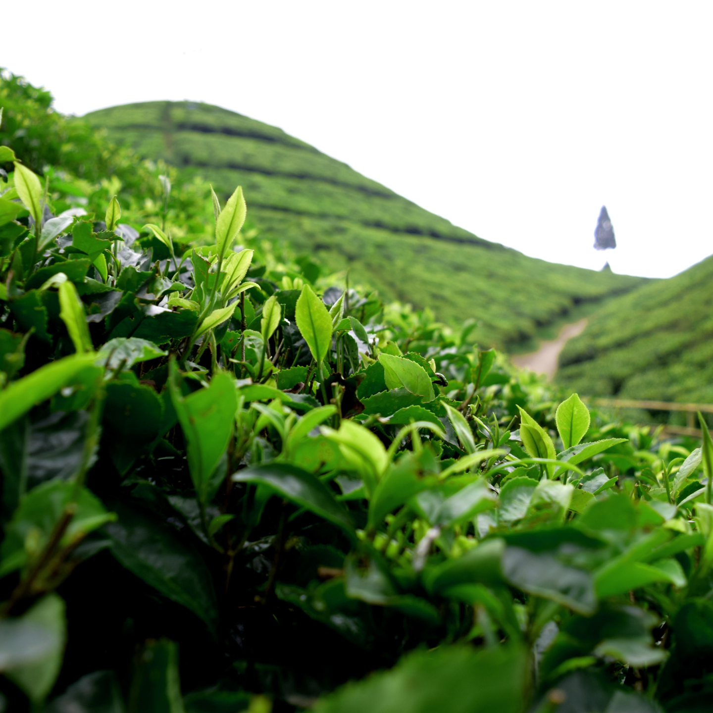 Darjeeling Castleton