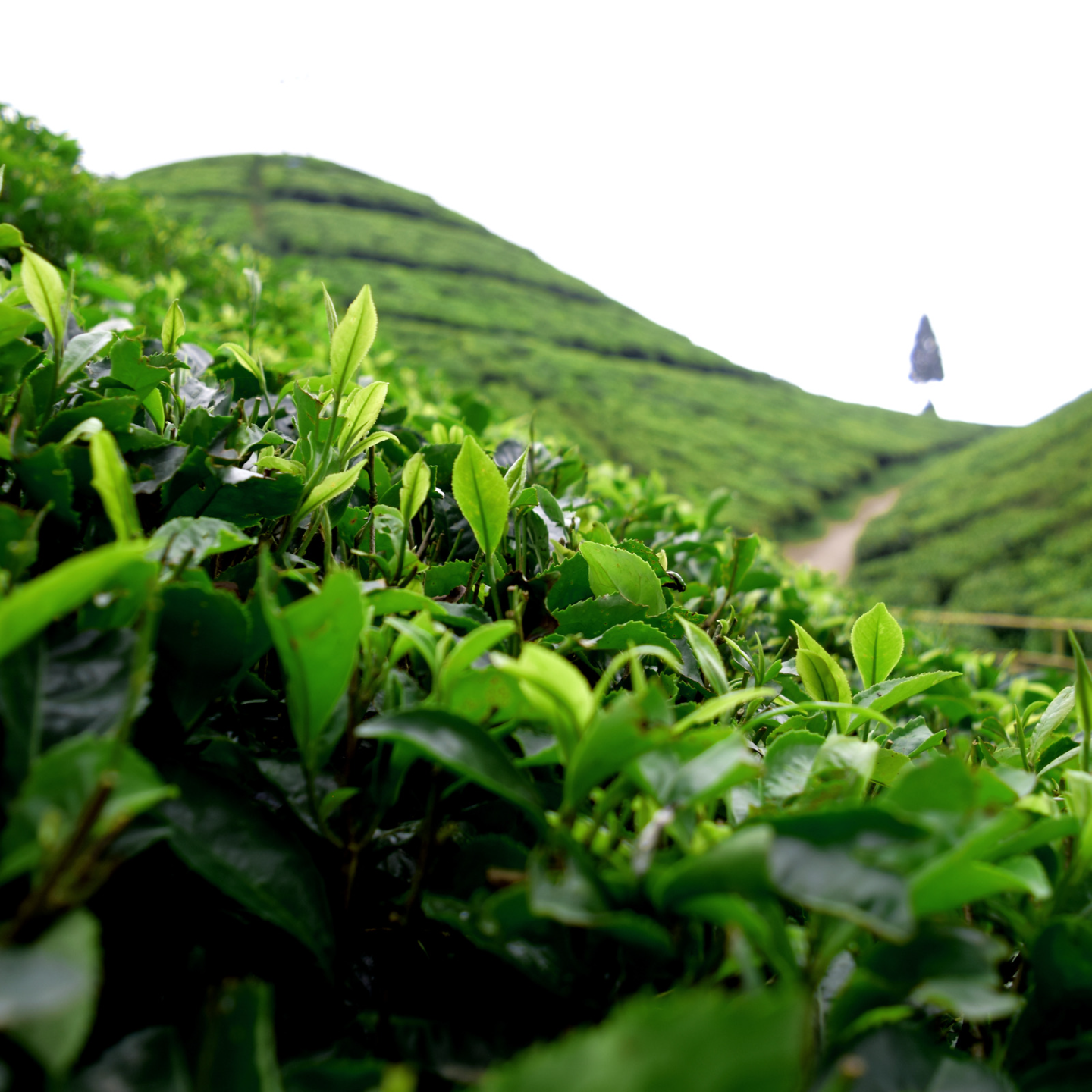 Castillo de Darjeeling