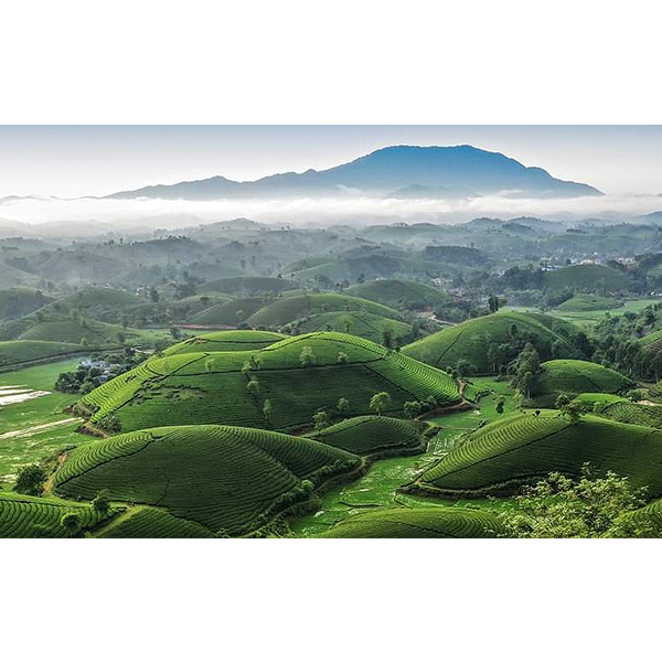 Vietnam tea gardens large landscape