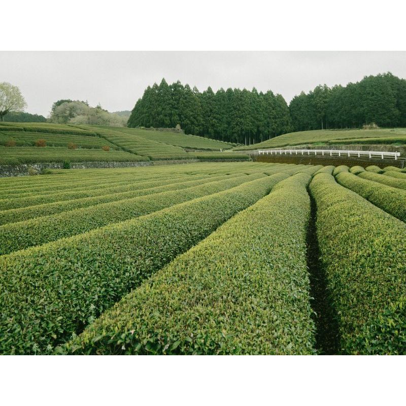 White Leaf Sencha