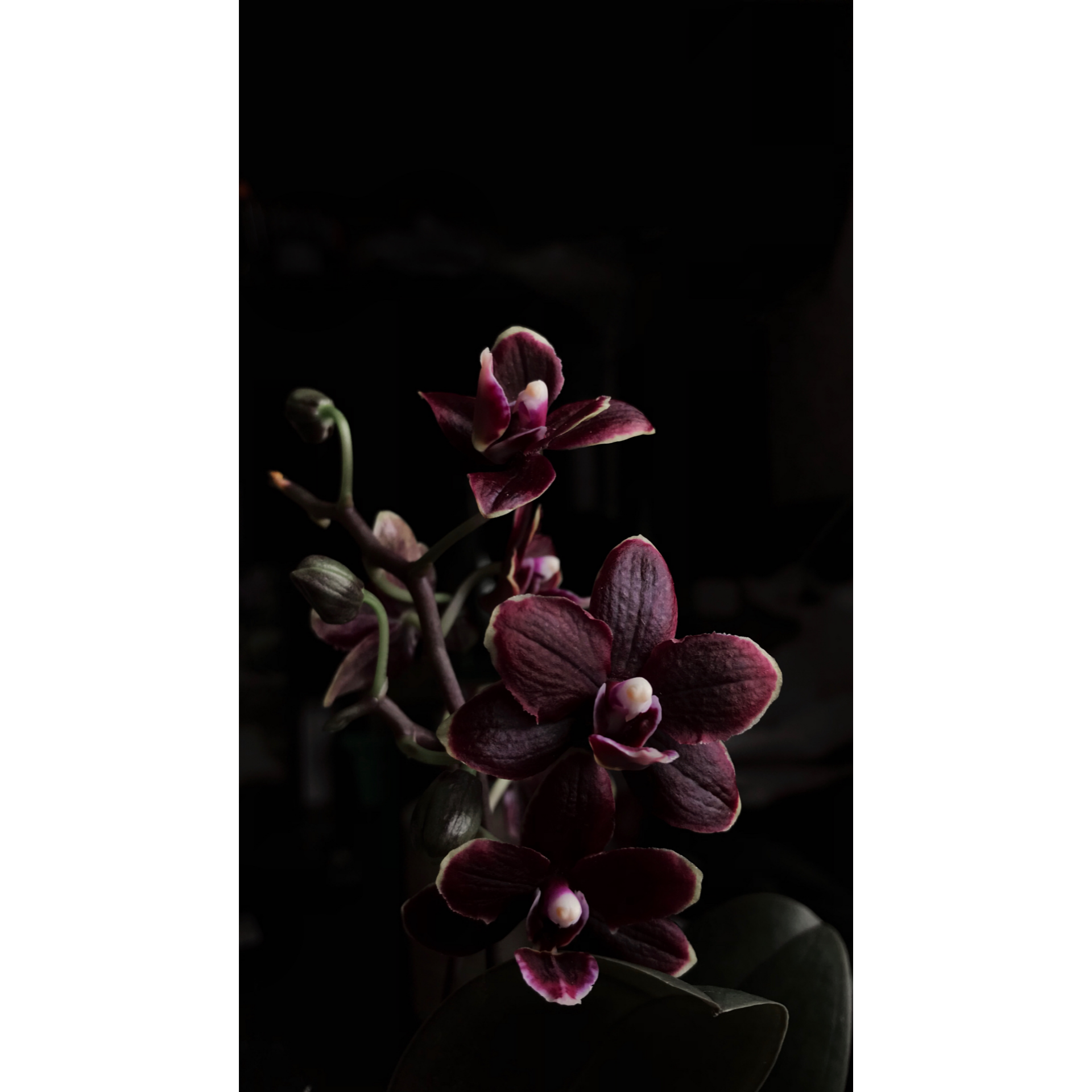 Black Orchid