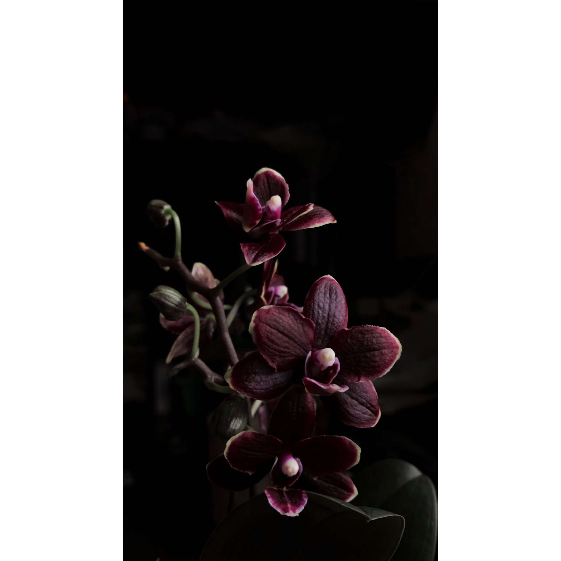 Orchidée noire