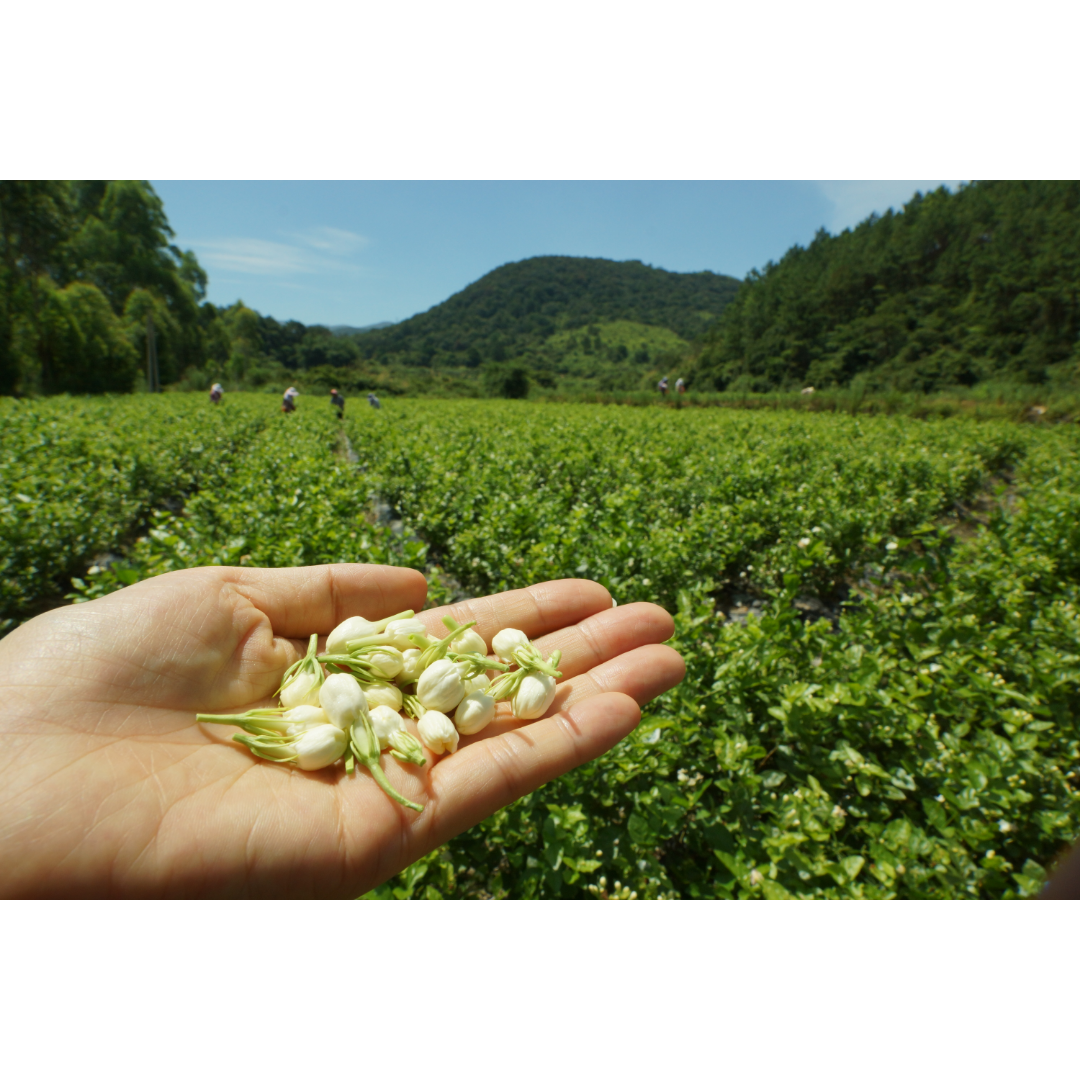 Perles de Jasmin