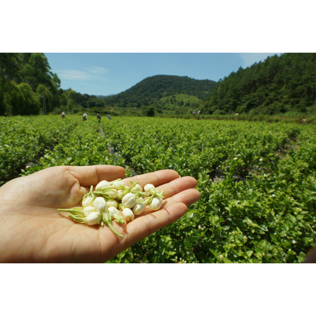 Jasmine Silver Tips