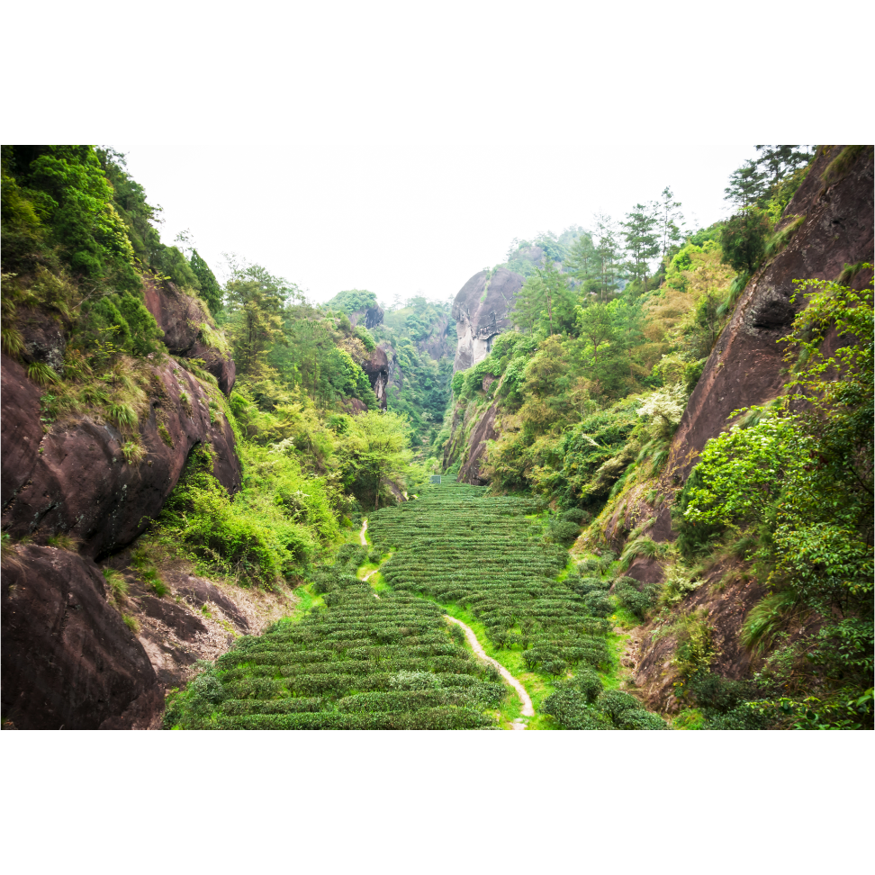 Wuyi Rock Oolong