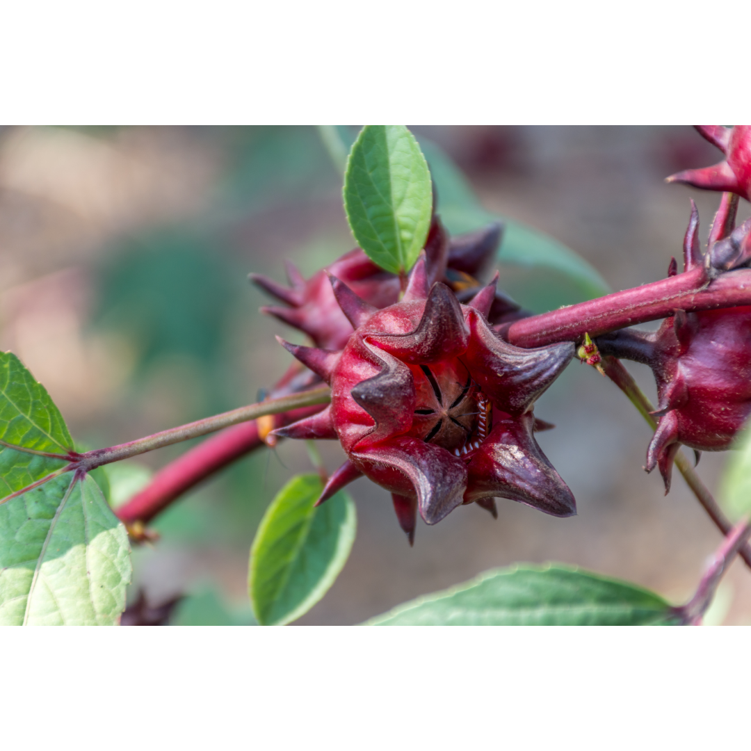 Hibiscus Ruby Red