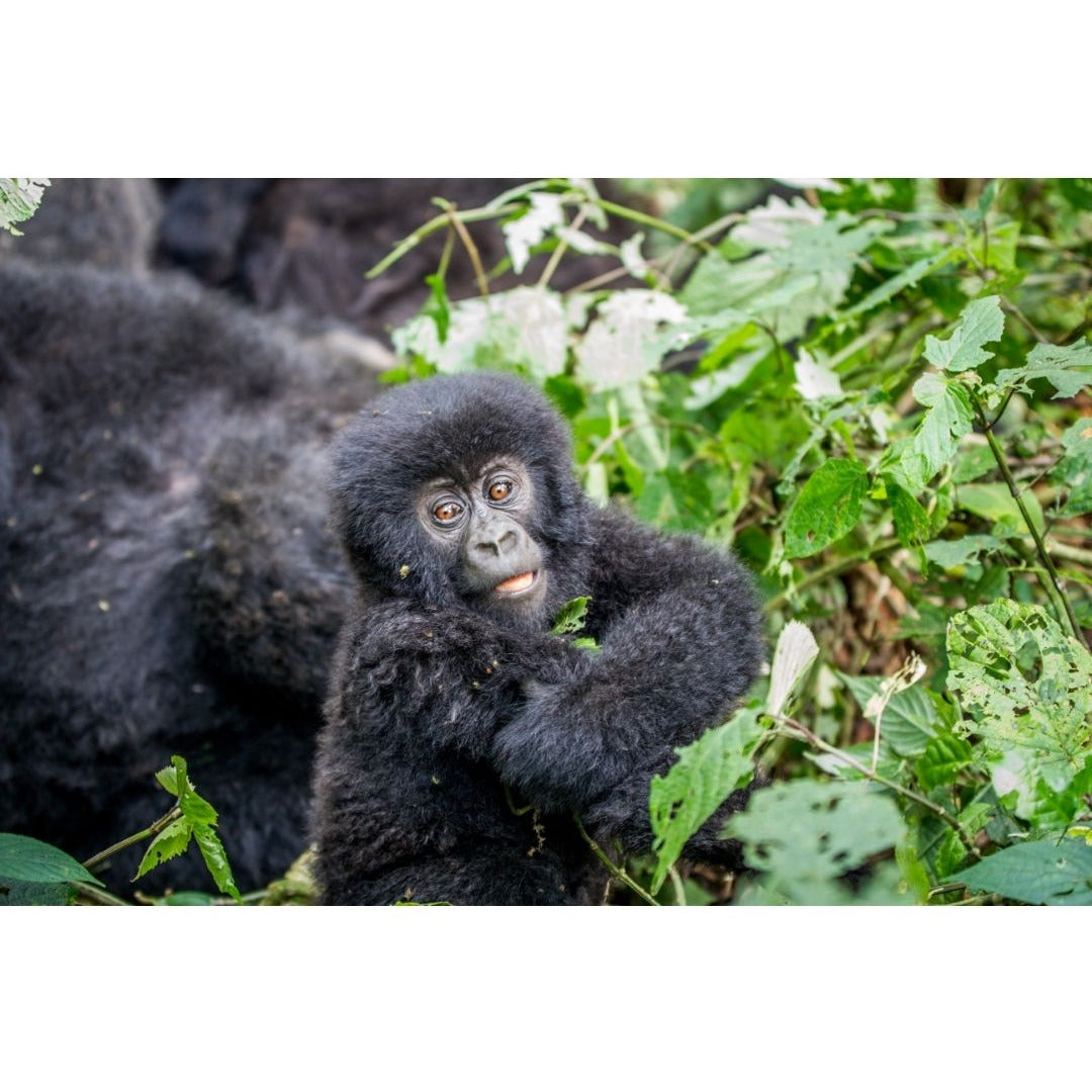 Rwanda Rukeri OP1