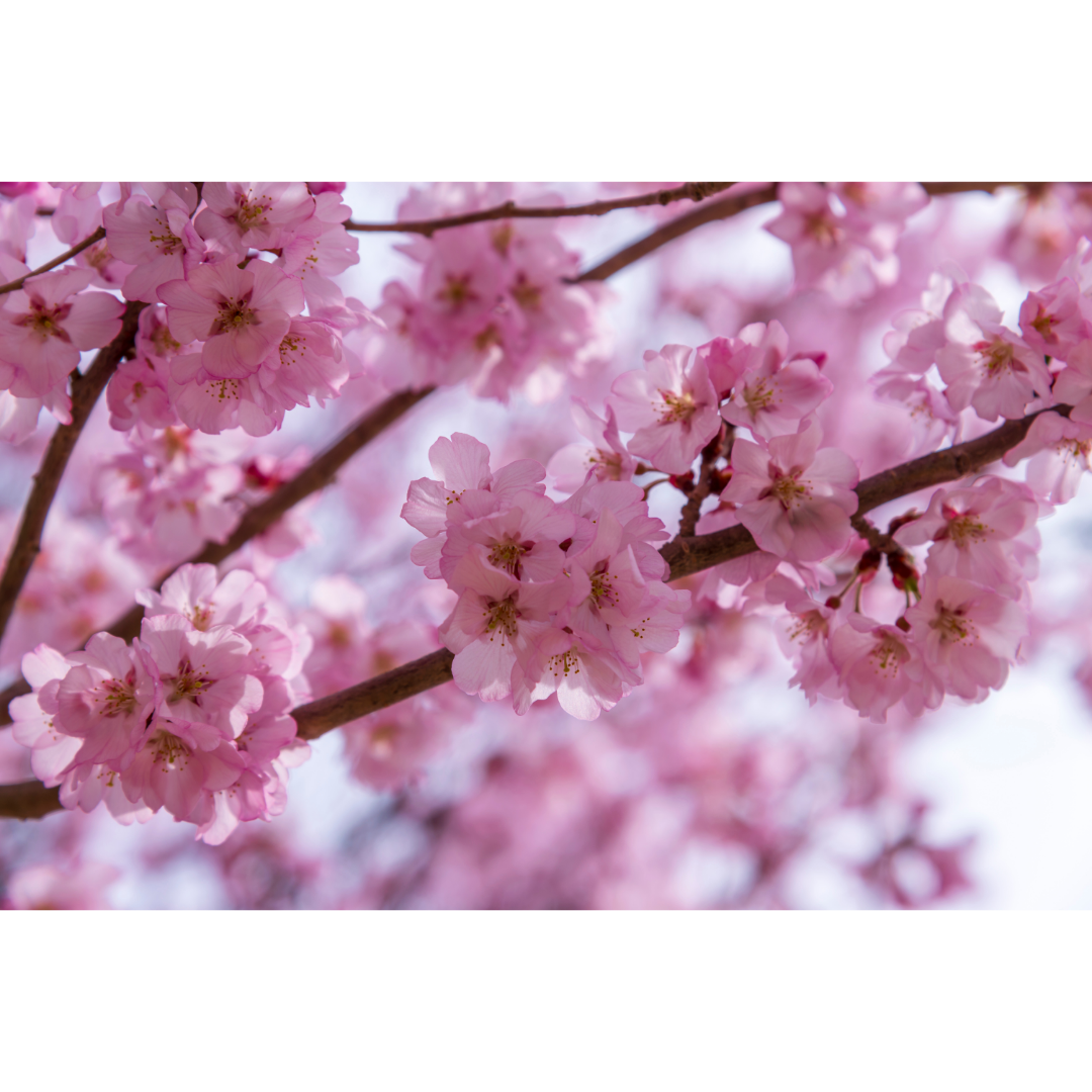 Sakura 2022 Tin