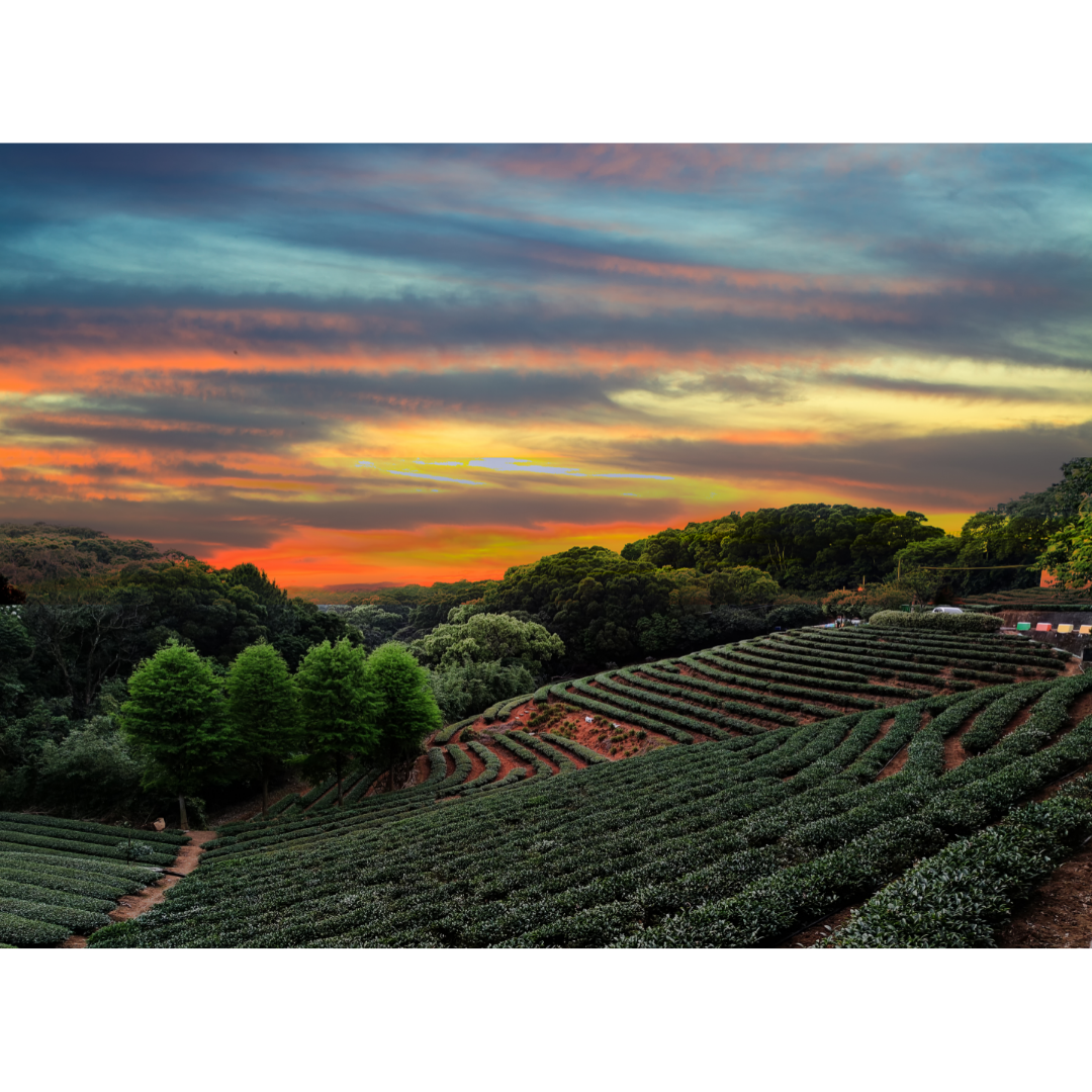 Artisan Tea Collection No. 3