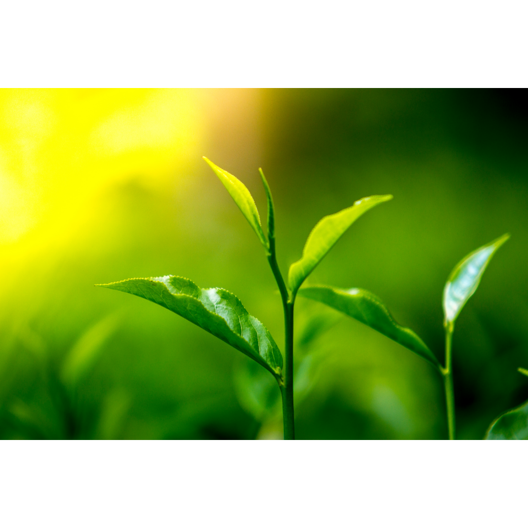 white lily tea White Lily Green