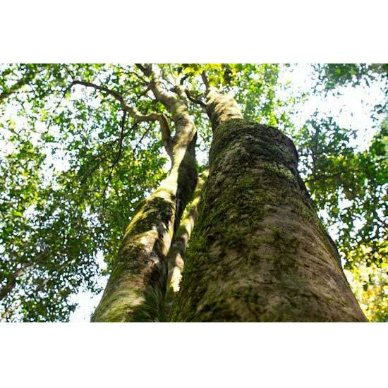Té de árbol antiguo