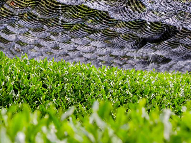All About Gyokuro