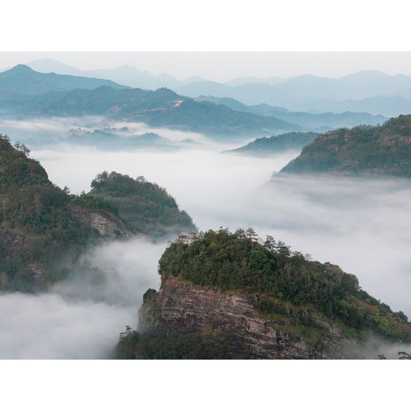 Wuyi oolongs