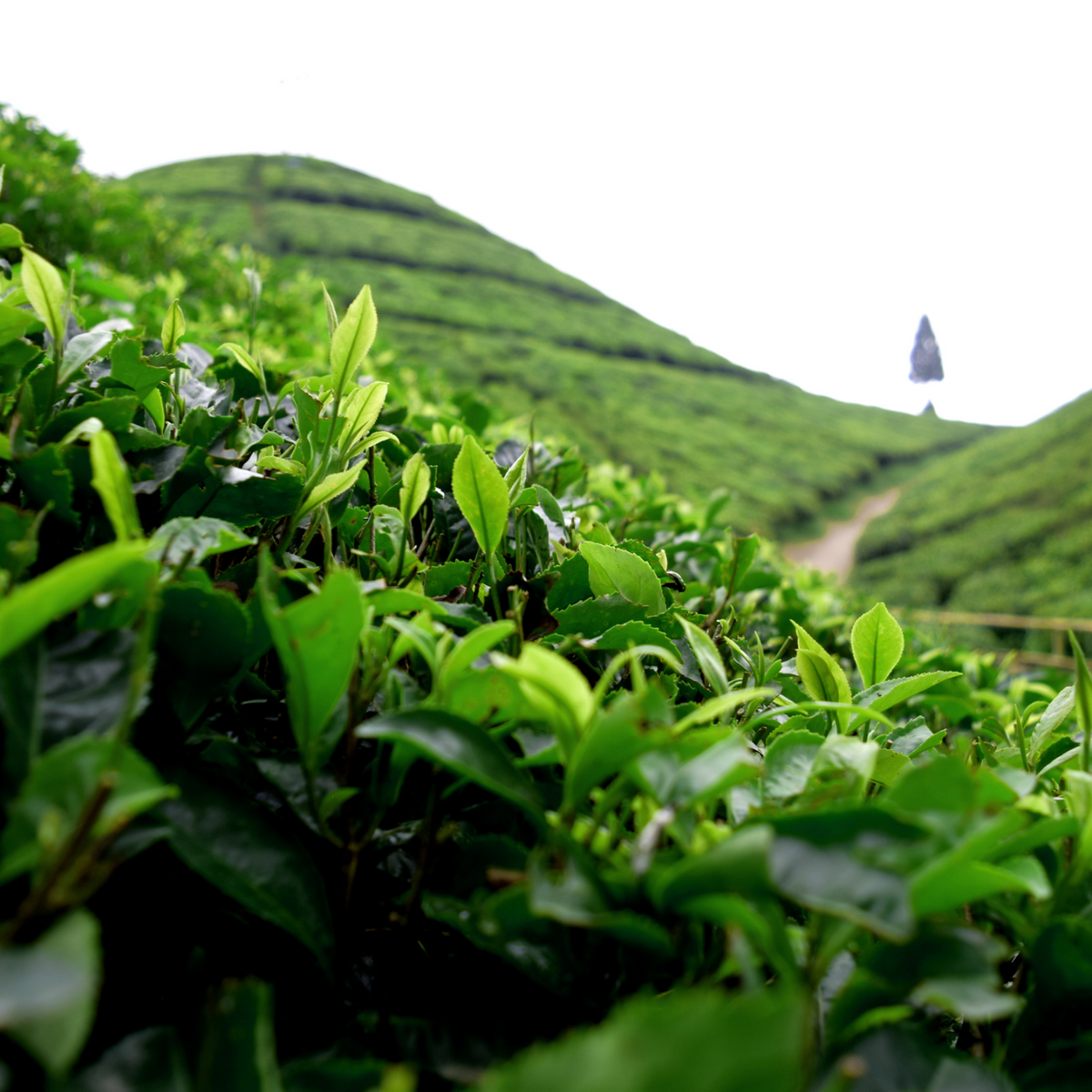 Darjeeling Castleton | 1st Flush Darjeeling Black Tea 2023 – The ...