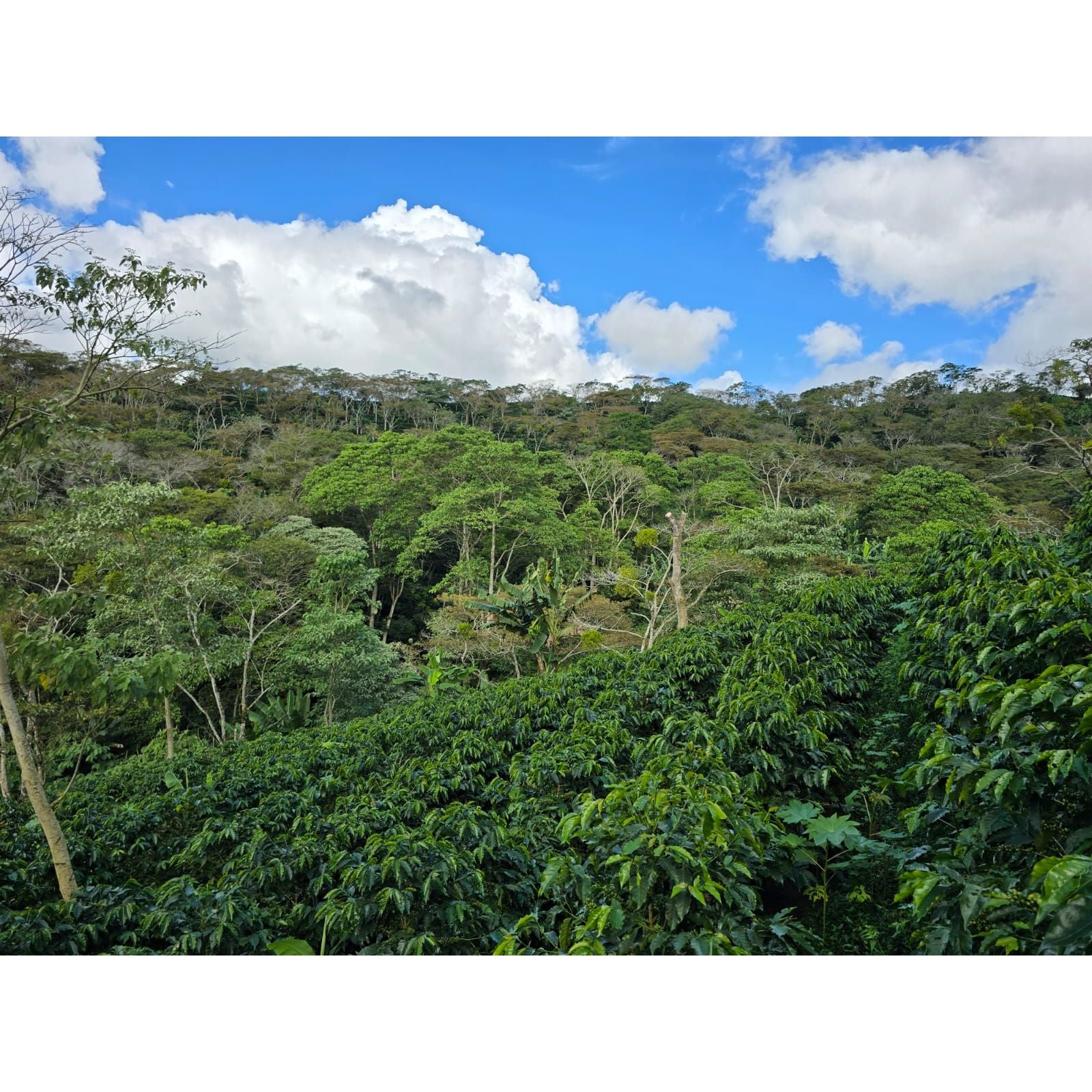 Sumatra doré