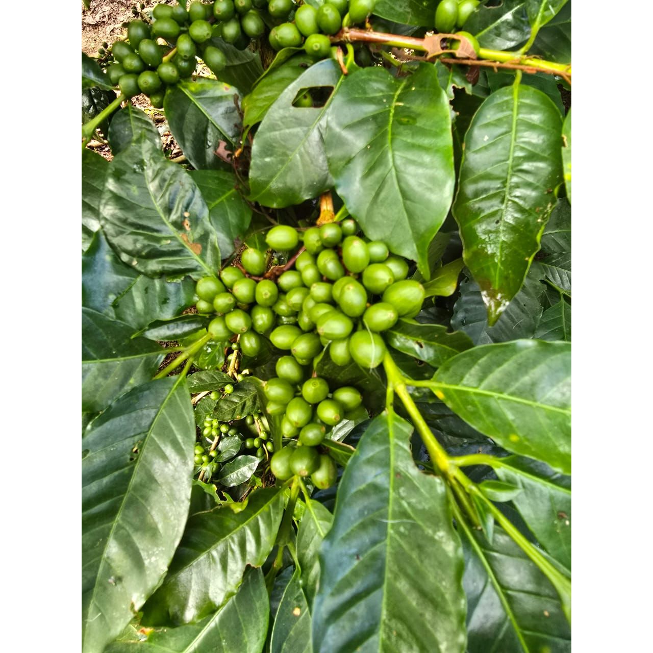 Sumatra doré
