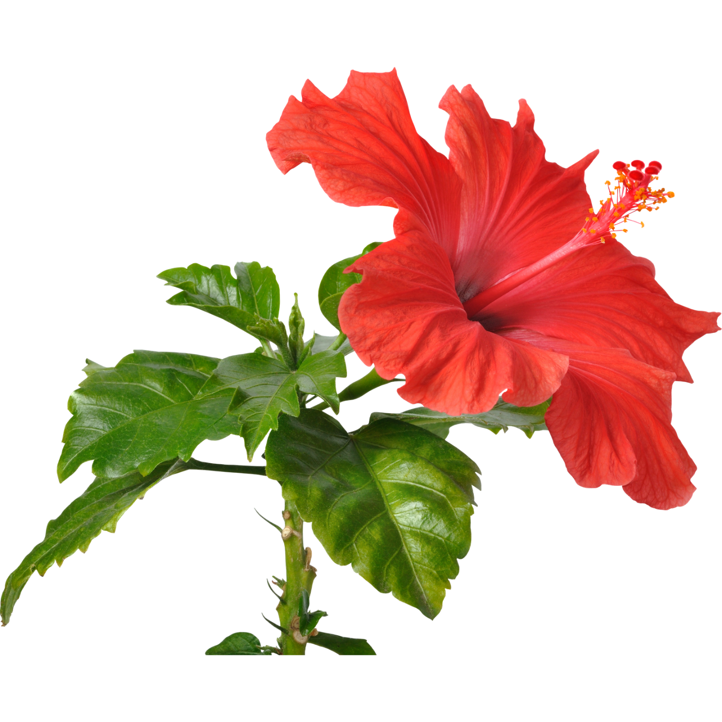 Hibiscus aux baies glacées