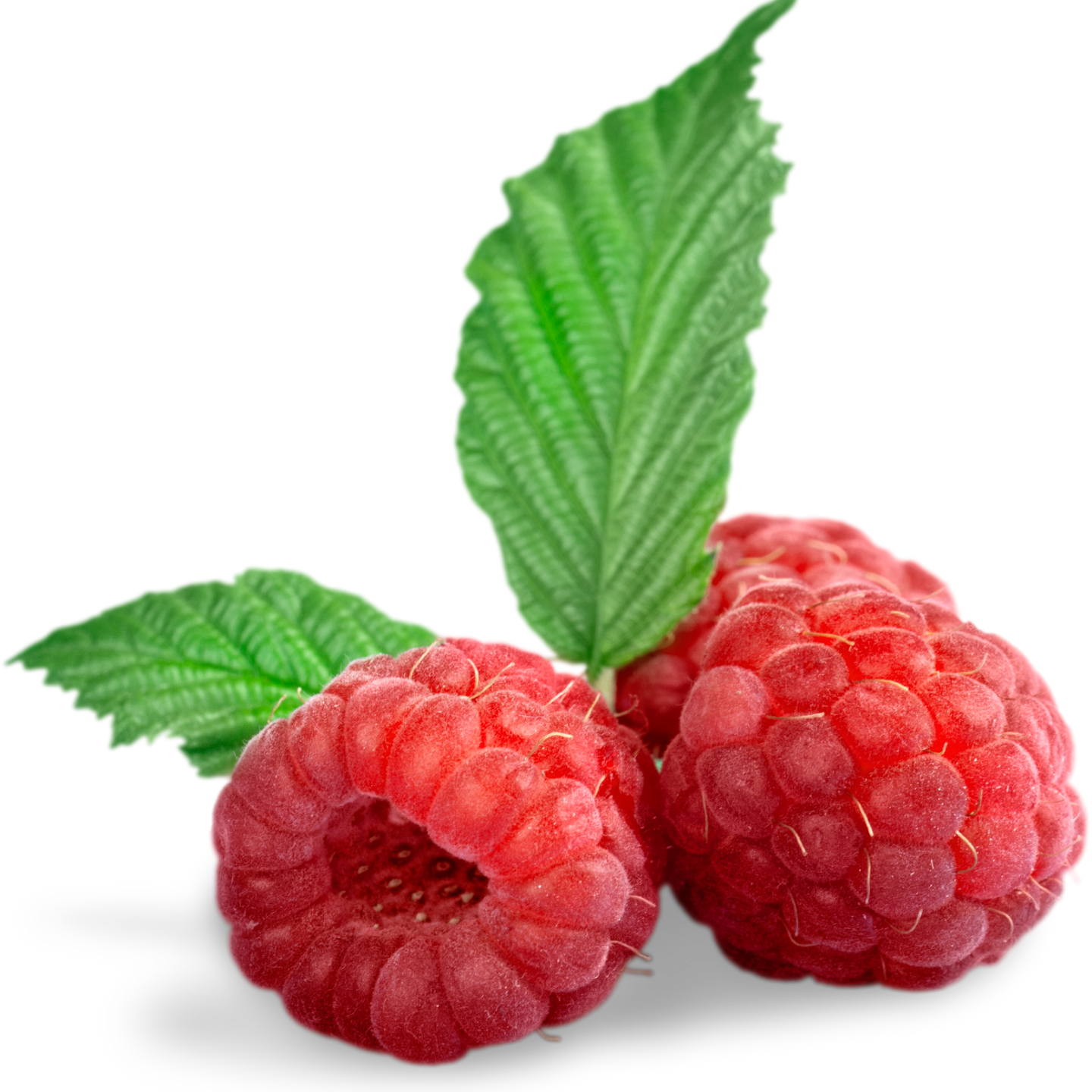 Hibiscus aux baies glacées