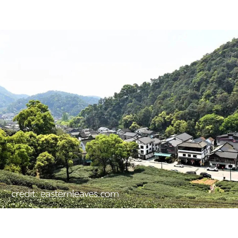 Dragonwell Toasted Chestnut