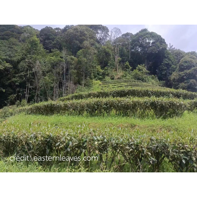 Zhangping Xuisian Sweet Orchid