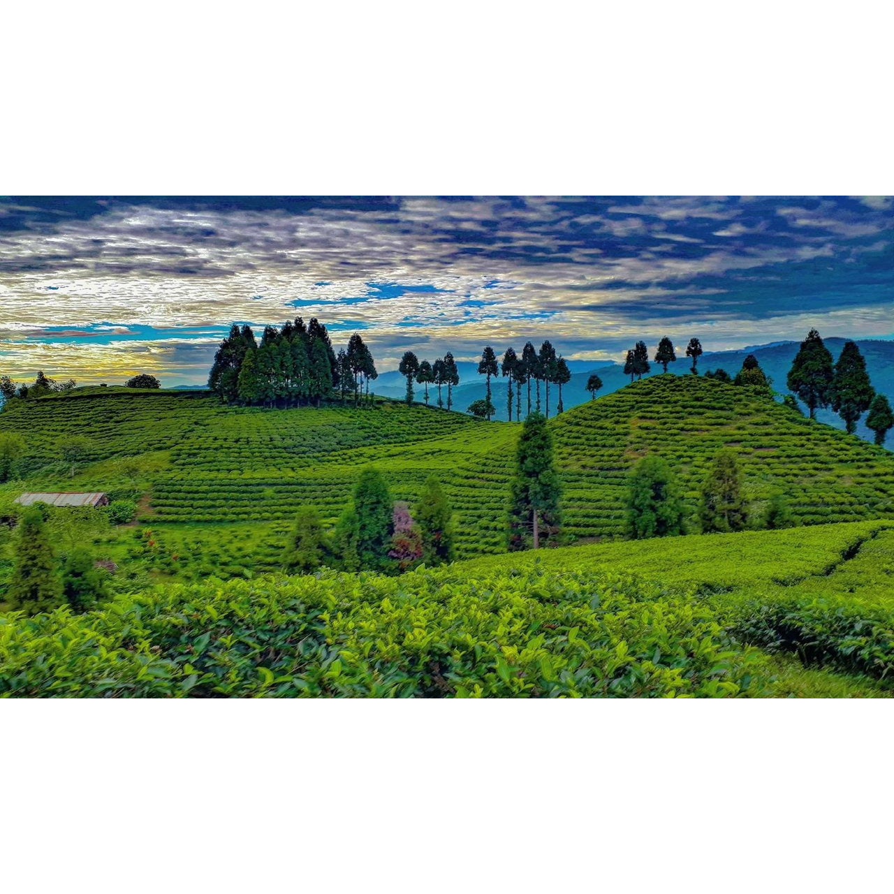 Colección de Té Artesanal N°1