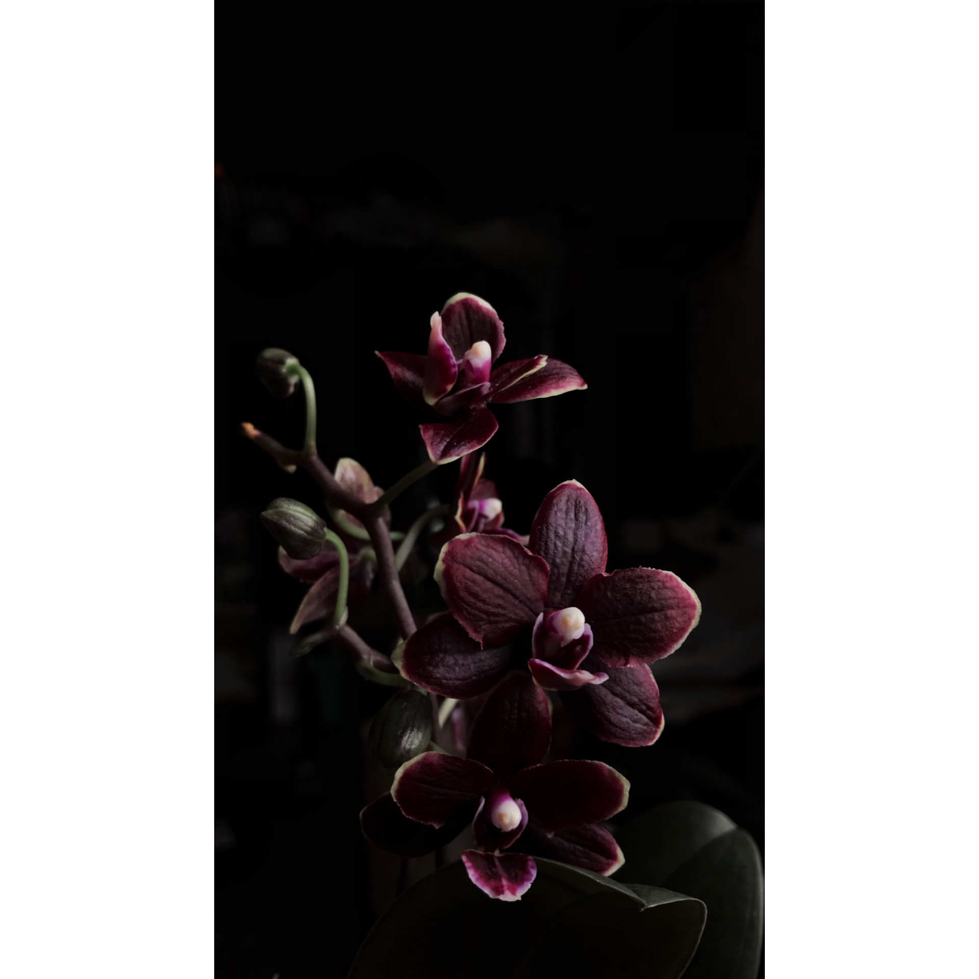 Orquídea negra