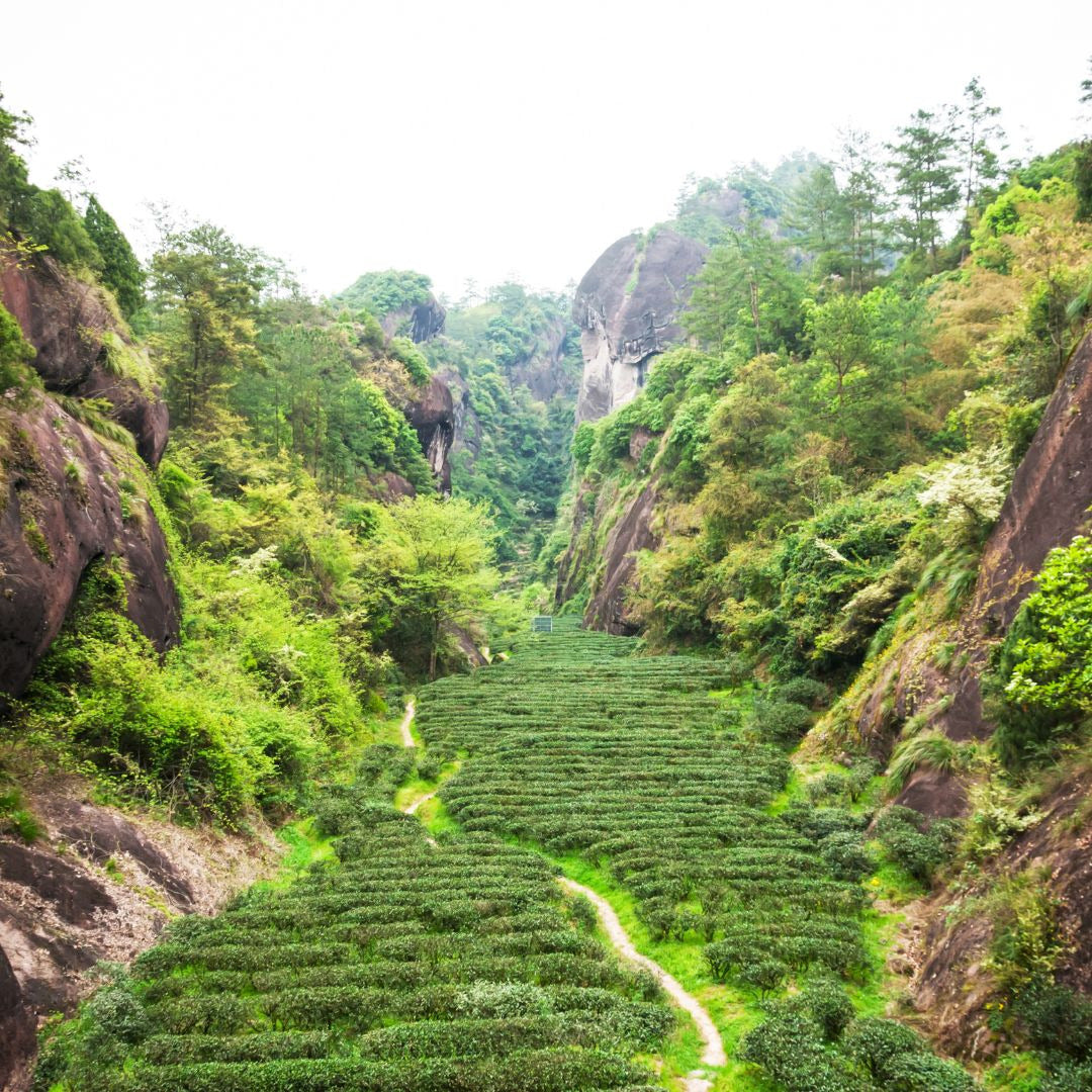 Zheng Shan Xiao Zhong (Montagne Zheng, petite feuille)