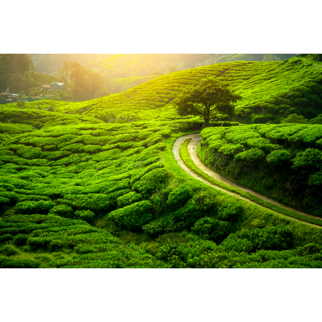 Bolsitas de té Darjeeling Himalaya, segunda descarga
