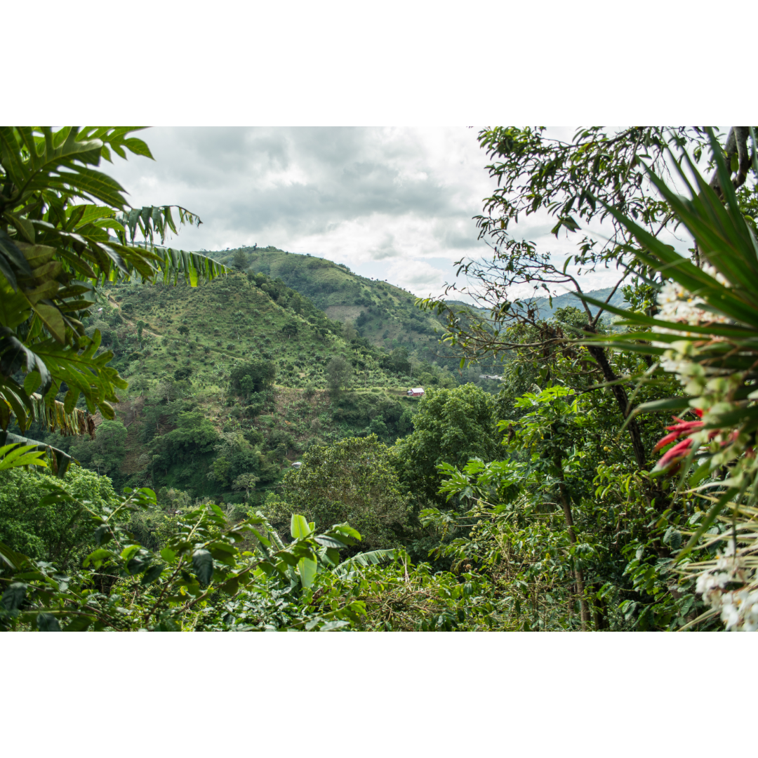 Montaña Azul de Jamaica