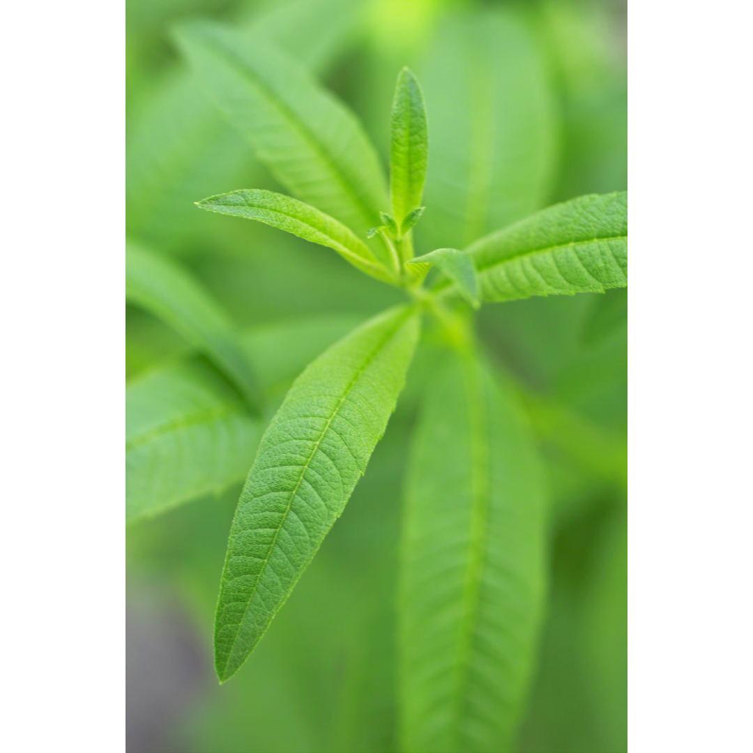 Sachets de thé à la verveine citronnée