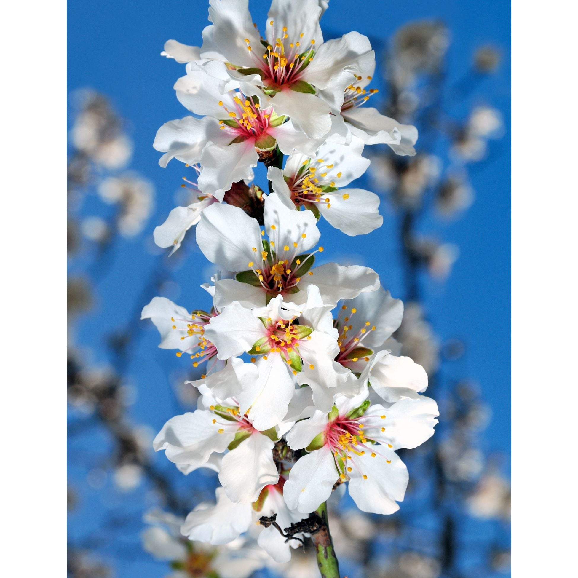 Van Gogh "Almond Blossom Red" Java Mug