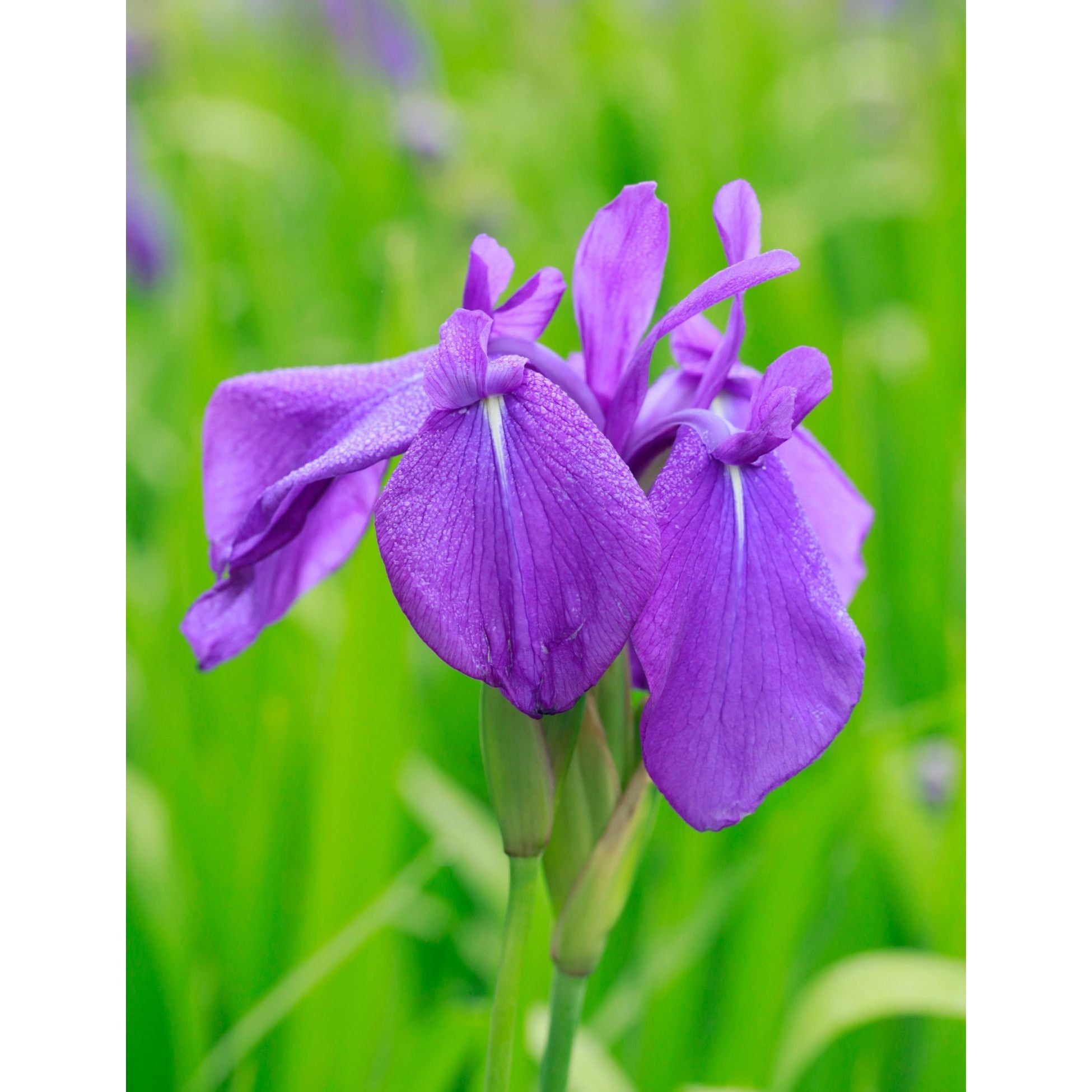 Taza Java "Blue Iris" Colección Jardín