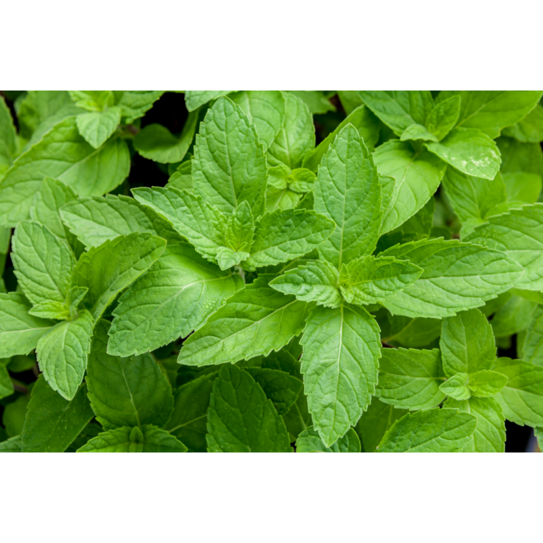 Sachets de thé à la menthe poivrée