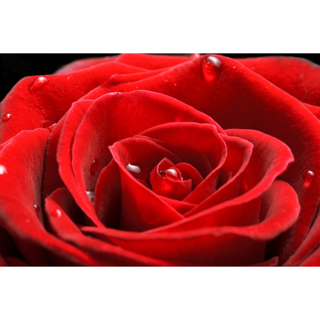 Rosa de té de la tarde