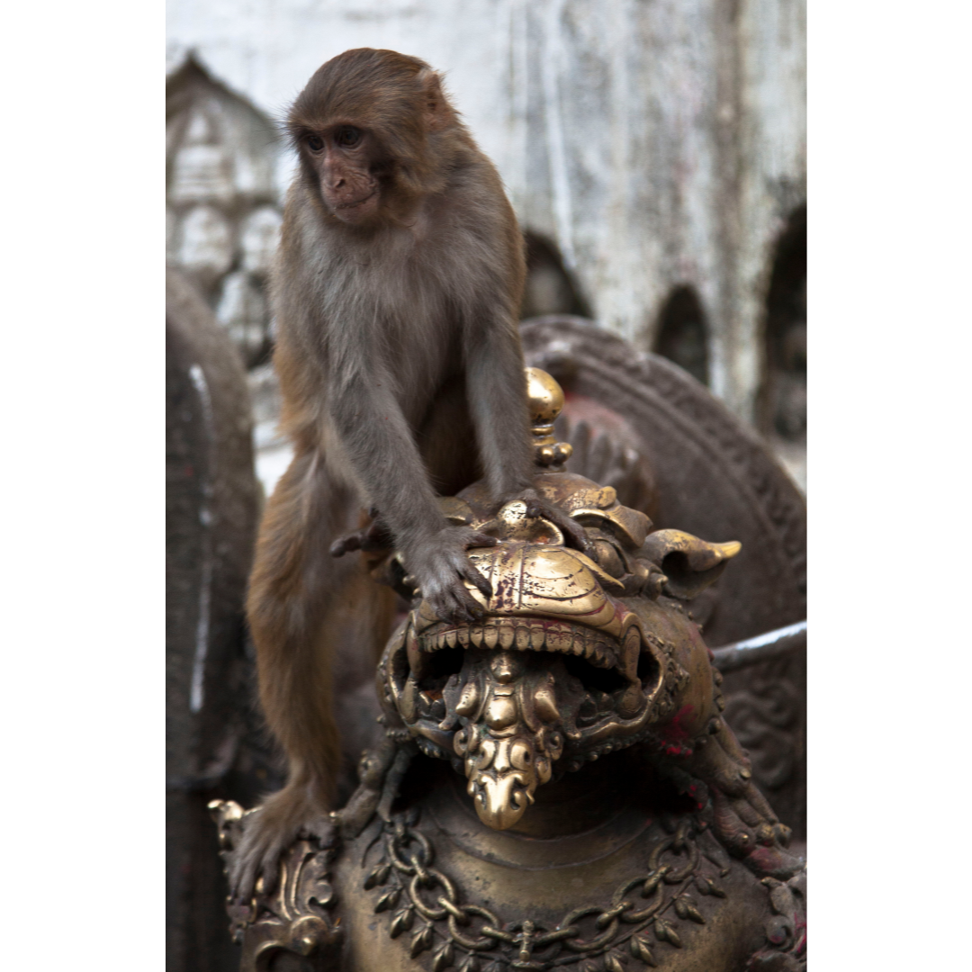 Taiping Hou Kui (Peaceful Monkey King)