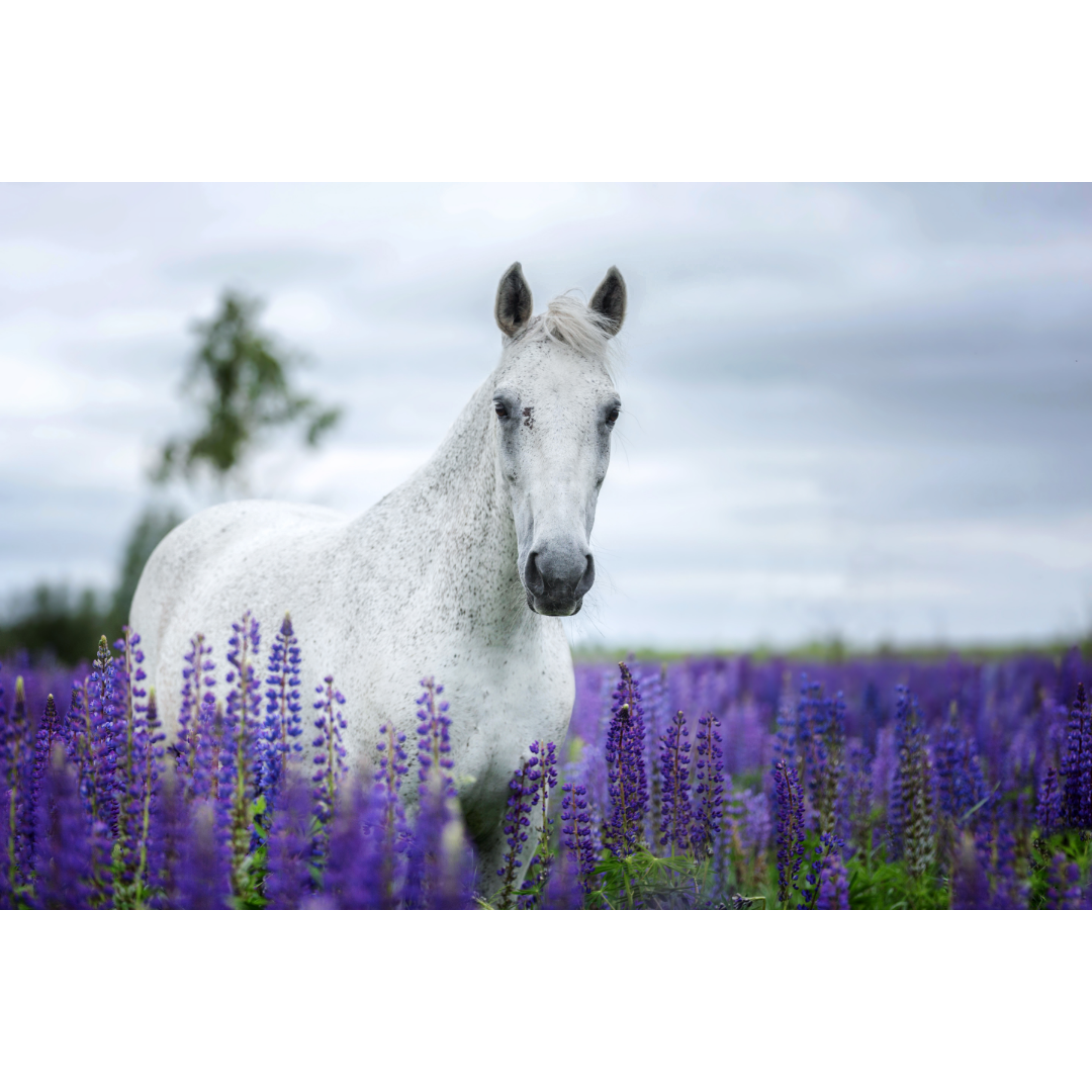 Teapot, Bone China, White, Flowers & Horses