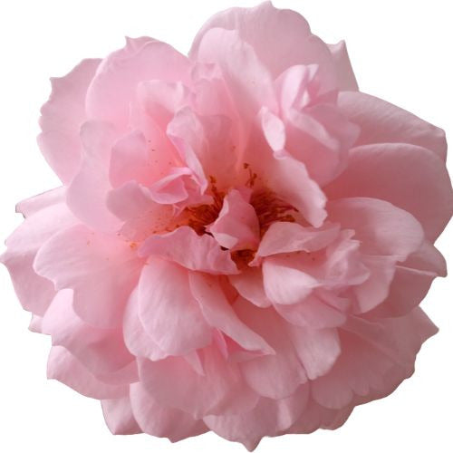 Sugar Cubes, L'Envie en Rose (envidia en rosa)