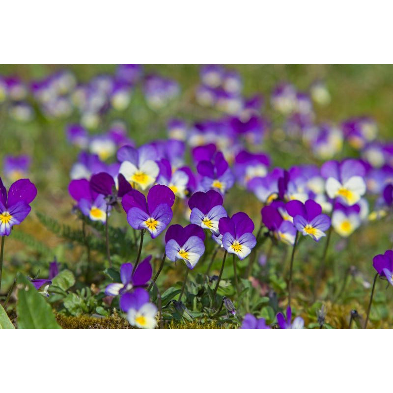French Traditional Violet (violette) Candies